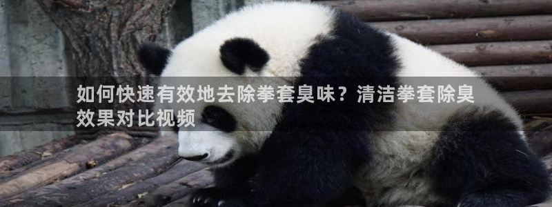 尊龙人生手机版：如何快速有效地去除拳套臭味？清洁拳套除臭