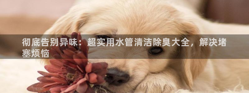 尊龙凯时游戏厅：彻底告别异味：超实用水管清洁除臭大全，解