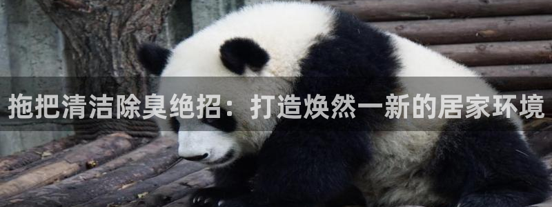 尊龙凯时不给提现怎么办：拖把清洁除臭绝招：打造焕然一新的